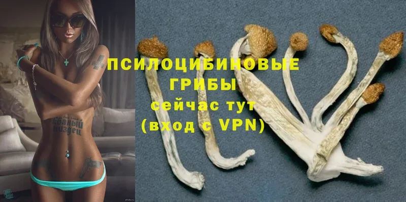 Галлюциногенные грибы Psilocybe  MEGA ССЫЛКА  Кадников  где можно купить наркотик 